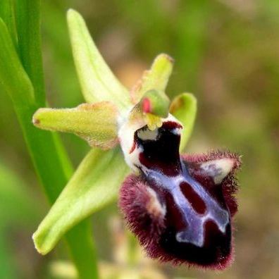 Ophrys sphegodes subsp. atrata Ophrys sphegodes subsp. atrata - Abruzzo