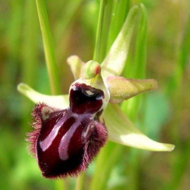 Ophrys sphegodes subsp. atrata Ophrys sphegodes subsp. atrata - Umbria