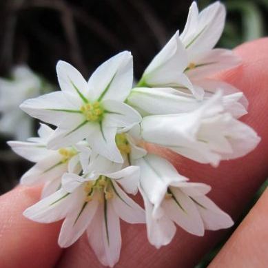 Allium triquetrum Allium triquetrum - Umbria