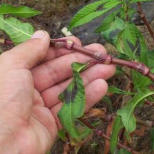 Persicaria lapathifolia (L.) Gray (= Polygonum lapathifolium L.) Persicaria lapathifolia (L.) Gray (= Polygonum lapathifolium L.) - Abruzzo