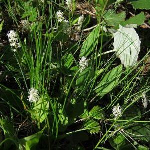 Maianthemum bifolium Maianthemum bifolium - Molise