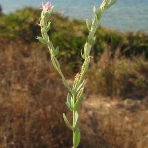 Schenkia spicata (L.) G. Mans. (= Centaurium spicatum (L.) Fritsch) Schenkia spicata (L.) G. Mans. (= Centaurium spicatum (L.) Fritsch) - Sicilia