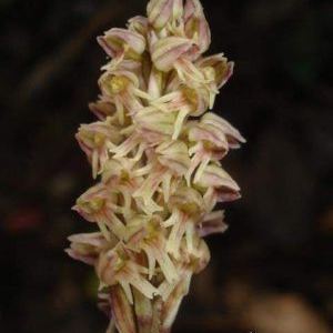 Neotinea maculata Neotinea maculata - Lombardia