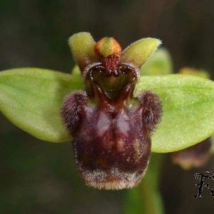 Ophrys bombyliflora Ophrys bombyliflora - Toscana