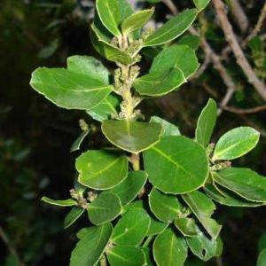 Rhamnus alaternus Rhamnus alaternus - Calabria