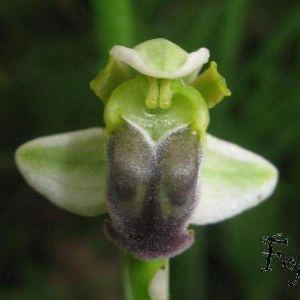 Ophrys fusca subsp. pallida (Raf.) E. G. Camus (= Ophrys pallida Raf.) Ophrys fusca subsp. pallida (Raf.) E. G. Camus (= Ophrys pallida Raf.) - Italia