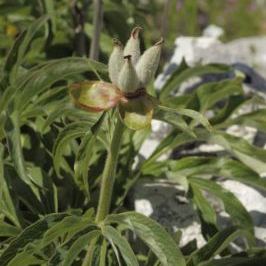 Paeonia officinalis subsp. italica Paeonia officinalis subsp. italica - Lazio