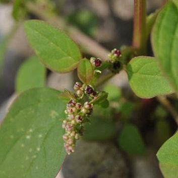 Lipandra polysperma (L.) S. Fuentes & al. (= Chenopodium polyspermum L.) Lipandra polysperma (L.) S. Fuentes & al. (= Chenopodium polyspermum L.) - Marche