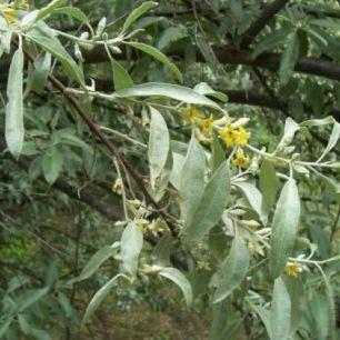 Elaeagnus angustifolia Elaeagnus angustifolia - Italia