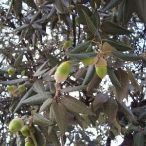 Quercus ilex Quercus ilex - Emilia-Romagna