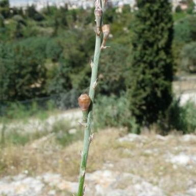 Asphodelus fistulosus Asphodelus fistulosus - Calabria
