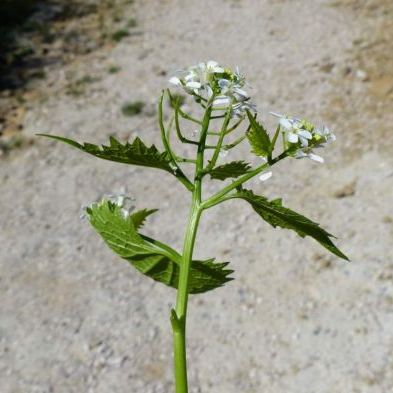 Alliaria petiolata Alliaria petiolata - Valle d'Aosta