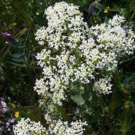 Lepidium draba L. (= Cardaria draba (L.) Desv.) Lepidium draba L. (= Cardaria draba (L.) Desv.) - Calabria