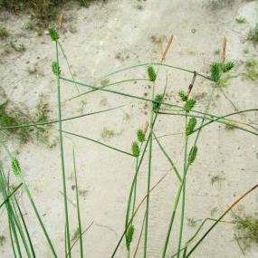 Carex extensa Carex extensa - Puglia