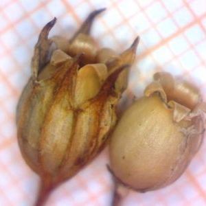 Lychnis flos-cuculi Lychnis flos-cuculi - Puglia