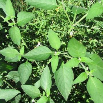 Solanum chenopodioides Solanum chenopodioides - Friuli-Venezia Giulia