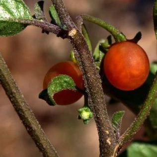 Solanum alatum Moench (= Solanum villosum subsp. alatum (Moench) Dostál) Solanum alatum Moench (= Solanum villosum subsp. alatum (Moench) Dostál) - Emilia-Romagna