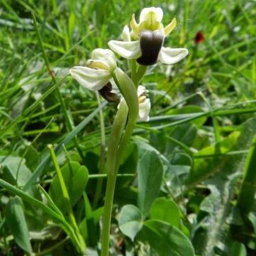 Ophrys fusca subsp. pallida Ophrys fusca subsp. pallida - Sicilia
