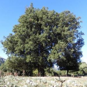 Quercus ilex Quercus ilex - Friuli-Venezia Giulia