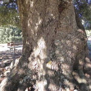 Quercus ilex Quercus ilex - Piemonte