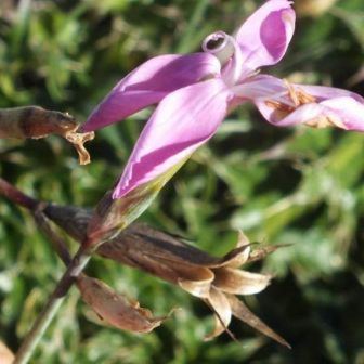Dianthus ciliatus Dianthus ciliatus - Abruzzo