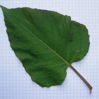 Reynoutria bohemica Reynoutria bohemica - Lombardia