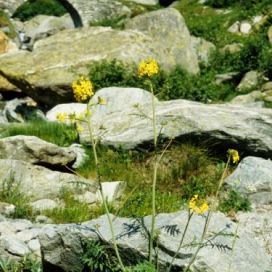 Coincya monensis Coincya monensis - Valle d'Aosta