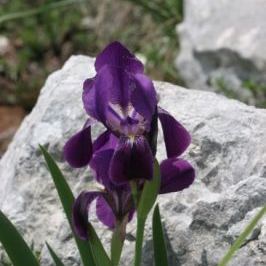 Iris sabina Iris sabina - Lazio
