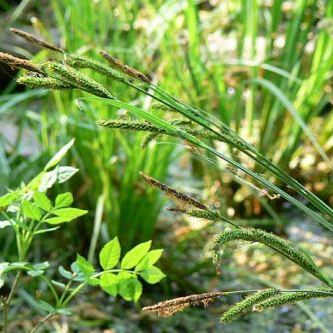 Carex elata Carex elata - Sardegna