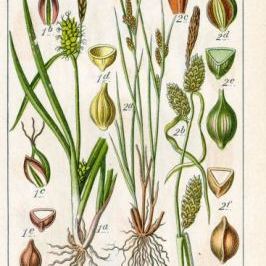 Carex oederi Carex oederi - Calabria