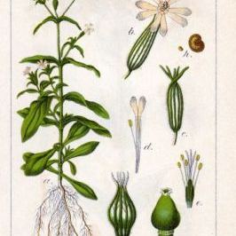 Silene noctiflora Silene noctiflora - Italia