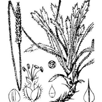 Plantago macrorhiza Plantago macrorhiza - Puglia