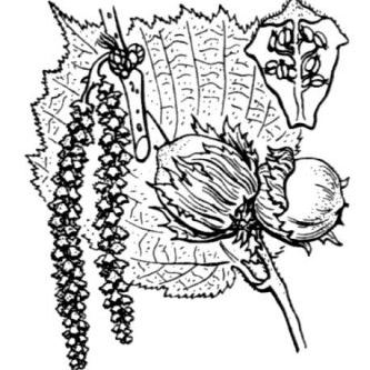 Corylus avellana Corylus avellana - Sardegna