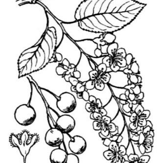 Prunus padus subsp. padus Prunus padus subsp. padus - Valle d'Aosta