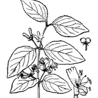 Lonicera xylosteum Lonicera xylosteum - Puglia