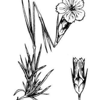 Dianthus pavonius Dianthus pavonius - Lombardia