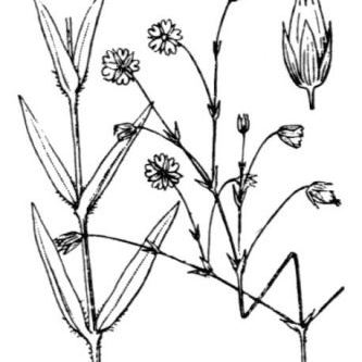 Stellaria graminea Stellaria graminea - Calabria