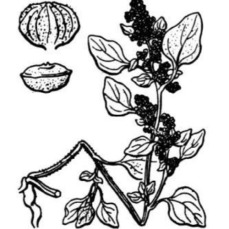 Chenopodium vulvaria Chenopodium vulvaria - Abruzzo