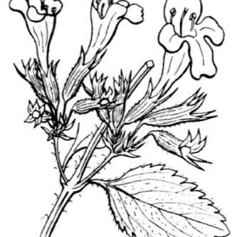 Calamintha grandiflora Calamintha grandiflora - Campania