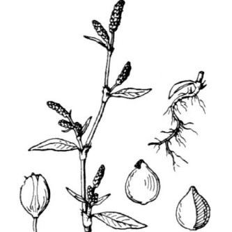 Persicaria maculosa Gray (= Polygonum persicaria L.) Persicaria maculosa Gray (= Polygonum persicaria L.) - Marche