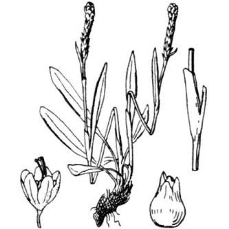 Bistorta vivipara (L.) Delarbre (= Polygonum viviparum L.) Bistorta vivipara (L.) Delarbre (= Polygonum viviparum L.) - Italia