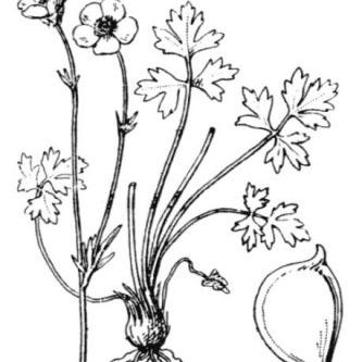 Ranunculus bulbosus Ranunculus bulbosus - Sardegna