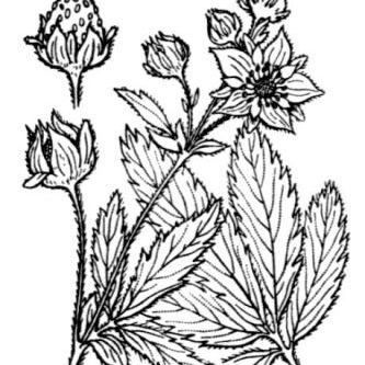 Potentilla palustris Potentilla palustris - Lombardia