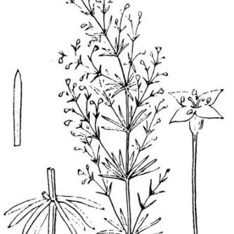 Asperula purpurea subsp. purpurea Asperula purpurea subsp. purpurea - Lombardia