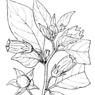 Atropa bella-donna L. (= Atropa belladonna L.) Atropa bella-donna L. (= Atropa belladonna L.) - Lazio