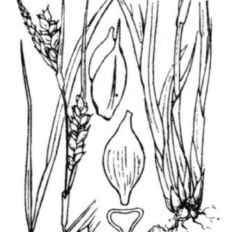 Carex olbiensis Carex olbiensis - Lazio