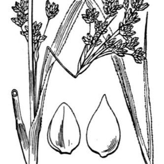 Cladium mariscus Cladium mariscus - Italia