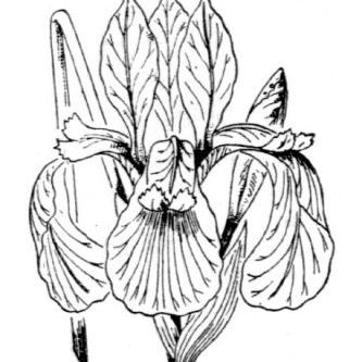 Limniris sibirica (L.) Fuss (= Iris sibirica L.) Limniris sibirica (L.) Fuss (= Iris sibirica L.) - Italia