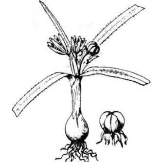 Allium chamaemoly Allium chamaemoly - Marche