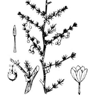 Asparagus acutifolius Asparagus acutifolius - Lombardia